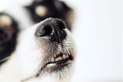 What Does It Mean If My Dog's Nose Is Running? Various Insights and Perceptions